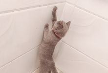 猫咪成人短视频,猫咪短视频里的欢乐时光