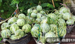 琼海吃瓜爆料是真的吗,真相揭秘还是无稽之谈？