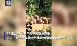 大象短视频,探索生活百态，捕捉瞬间美好